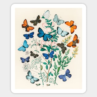 Butterfly Vintage Science Illustration Sticker